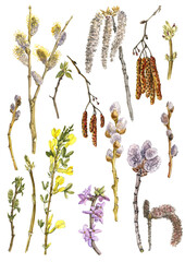 watercolor drawing spring flowering branches of trees with catkins at white background, natural elements, hand drawn botanical illustration