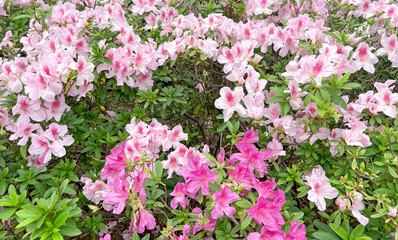 Bright pink flowers and leaves in outdoor park.