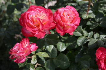 Vibrant pink roses in bloom close up
