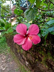 Single pink hibiscus flower photo surrounded by green foliage