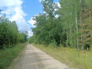 Road in forest in Siauliai county during sunny summer day. Oak and birch tree woodland. Sunny day with white clouds in blue sky. Bushes are growing in woods. Sandy road. Nature. Miskas.