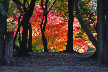 林越しに陽射しに輝くカエデの紅葉が見える風景