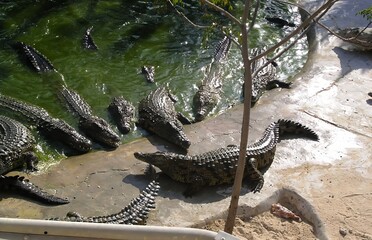 nile crocodile in zoo while eating