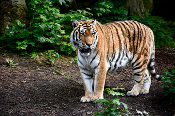 Tigre de Sibérie