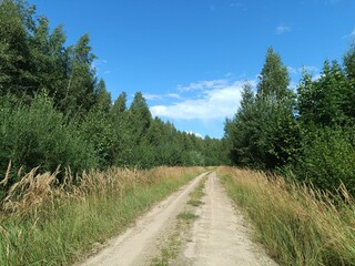 Road in forest in Siauliai county during sunny summer day. Oak and birch tree woodland. Sunny day with white clouds in blue sky. Bushes are growing in woods. Sandy road. Nature. Miskas.