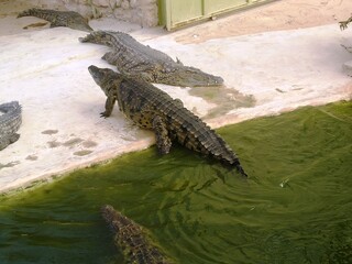 nile crocodile in zoo