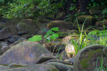 Close-up of rocky bottom of forest river in spring