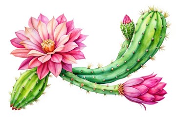 Zygocactus with pink buds in watercolor on a white background, perfect for home decor, greeting cards, and botanical art illustrations, adding a beautiful floral touch.