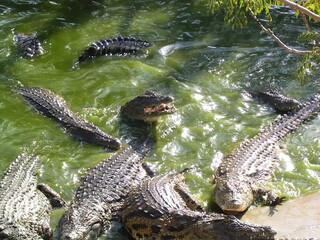 nile crocodile in zoo while eating