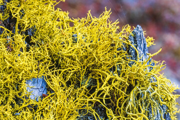 Close up at toxic Wolf lichen on a tree stump