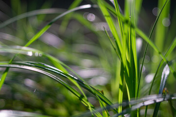 Green grass in dew close-up. Selective focus