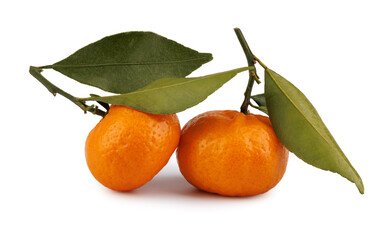 Two ripe tangerines with a leaf and a twig isolated on a white background. Ripe mandarine.
