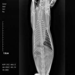 Chest X-ray of a cat showing pulmonary embolism, respiratory disease and lymphoma.