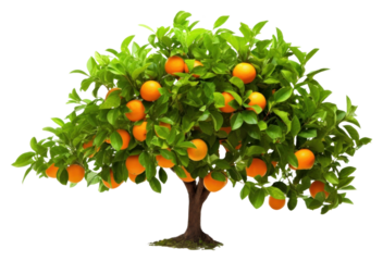 PNG Orange Tree tree grapefruit bonsai.