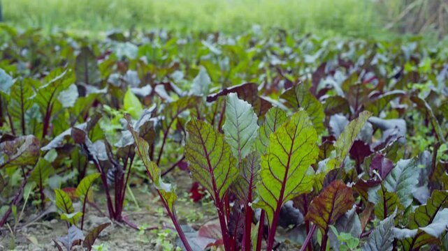 organic beetroot farming in india