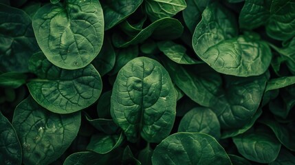 spinach, a close-up view of a cluster of fresh spinach leaves. The leaves are a rich, dark green color and have a slightly crinkled texture. They overlap each other, creating a dense and lush appearan
