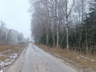 Road in forest in Siauliai county during cloudy winter day. Oak and birch tree woodland. Cloudy day with white clouds in sky. Bushes are growing in woods. Sandy road. Nature. Winter season. Miskas.