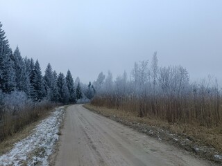 Road in forest in Siauliai county during cloudy winter day. Oak and birch tree woodland. Cloudy day with white clouds in sky. Bushes are growing in woods. Sandy road. Nature. Winter season. Miskas.