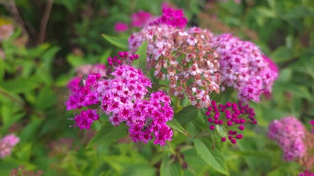 Pink spirea plant with a hoverfly pollinating its nectar-rich blooms in North America, closeup handheld shot