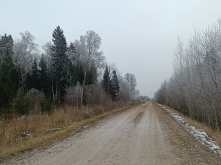 Road in forest in Siauliai county during cloudy winter day. Oak and birch tree woodland. Cloudy day with white clouds in sky. Bushes are growing in woods. Sandy road. Nature. Winter season. Miskas.