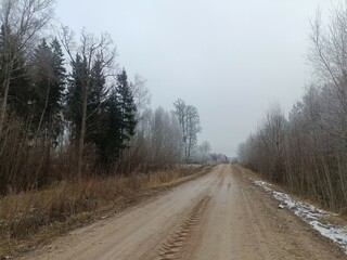 Road in forest in Siauliai county during cloudy winter day. Oak and birch tree woodland. Cloudy day with white clouds in sky. Bushes are growing in woods. Sandy road. Nature. Winter season. Miskas.