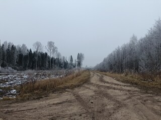 Road in forest in Siauliai county during cloudy winter day. Oak and birch tree woodland. Cloudy day with white clouds in sky. Bushes are growing in woods. Sandy road. Nature. Winter season. Miskas.