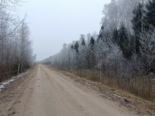 Road in forest in Siauliai county during cloudy winter day. Oak and birch tree woodland. Cloudy day with white clouds in sky. Bushes are growing in woods. Sandy road. Nature. Winter season. Miskas.