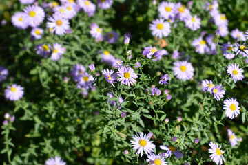 New York aster Professor Kippenberg flowers
