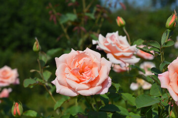 Rose Velika Gorica flowers