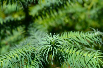 Chinese fir branch