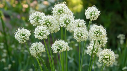 Allium oreophilum flowers in full bloom showcasing intricate details and soft colors in a vibrant garden setting