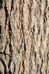 Common ash bark detail
