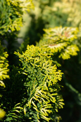 Dwarf golden Hinoki cypress branch