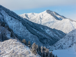 snowy mountain with fir trees in the snow