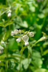 Carnic masterwort flowers