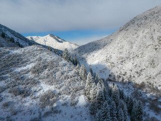 snowy mountain with fir trees in the snow