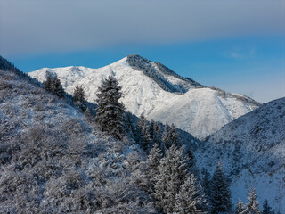 snowy mountain with fir trees in the snow