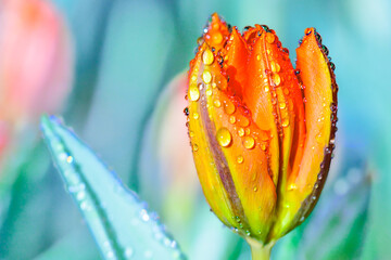 Flower Series : Orange tulip with water drops