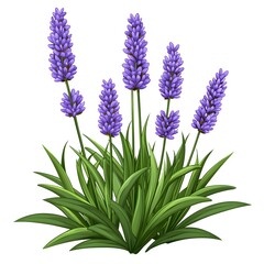 Obraz premium Vibrant Lavender Flowers with Green Leaves on White Background
