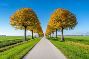 Naklejka premium A country road lined with trees in brilliant fall colors, their leaves forming a natural canopy over the pathway