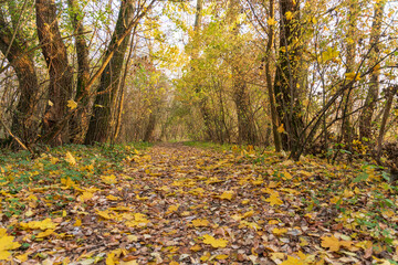 Tranquil autumn forest path in Poland covered with golden leaves. Peaceful woodland scenery perfect for nature, seasonal, and outdoor themes.