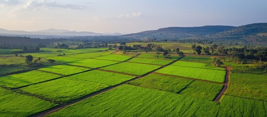 Naklejka premium Aerial view of lush green agricultural fields with winding paths and trees in a tranquil rural landscape under a clear sky