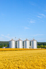 four silver silos in corn field