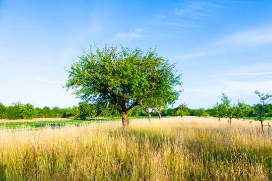 beautiful typical speierling apple tree in meadow for the german drink applewine