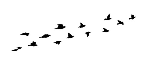 Flying birds silhouette flock. hand drawing. Not AI. Vector illustration