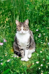 cute cat lin the flower meadow