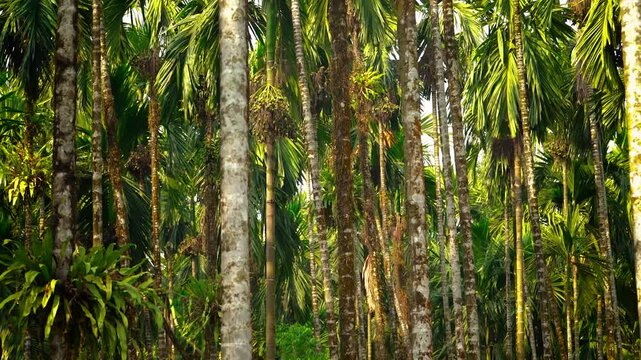 Traditional agriculture scene in rural southeast asia betel nut trees