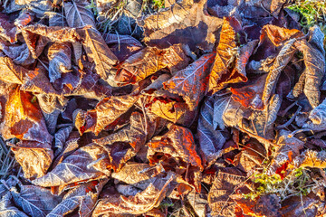 frozen plants in meadow with backlight in wintertime