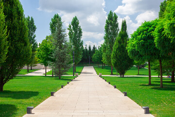 Trees in the park in summer on the lawn