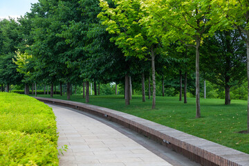 Alley in the park in summer